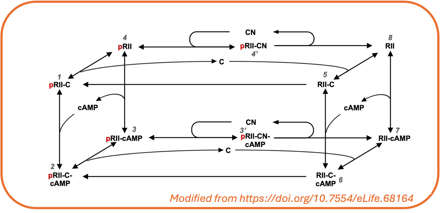 Example of a Chemical Reaction Network